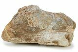 Fossil Sauropod Limb Bone Section w/ Metal Stand - Colorado #294910-2